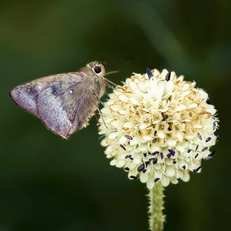 World of Wildlife - Butterfly loves flower